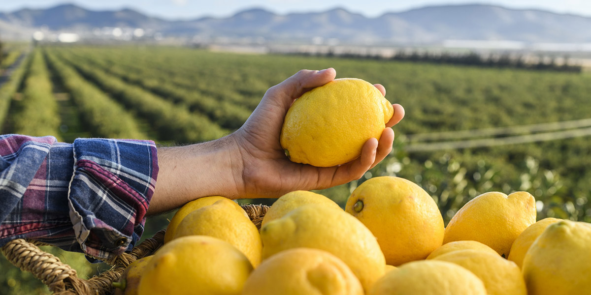 Limone Verna, si prospetta una stagione da record in Spagna